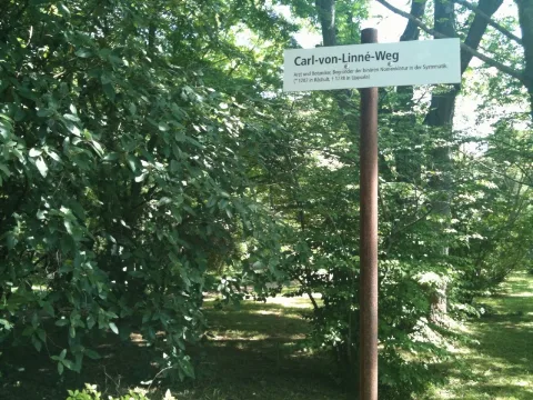 Linne Weg