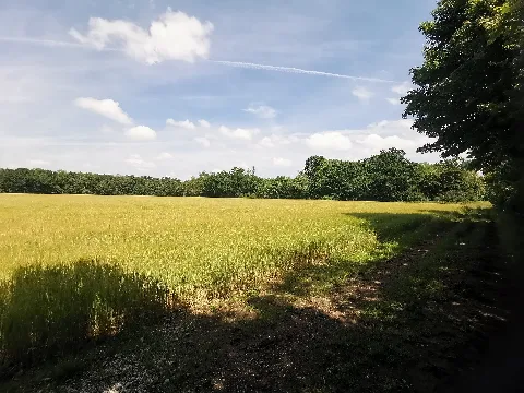 Lochhamer Schlag Natur Zwischen Großhadern Und Gräfelfing 01