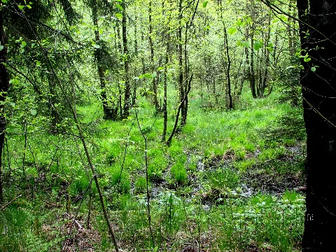 Lörmecke 001