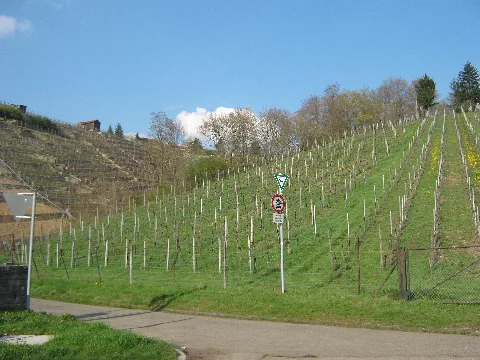 Lsg Zuckerberg Muckensturm, Weinberg