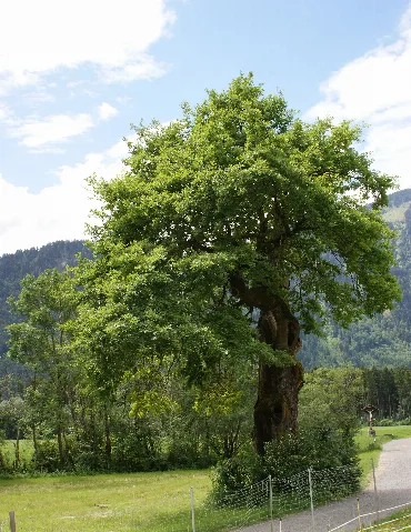 Ludesch Natural Monument Court Oak 01Asd