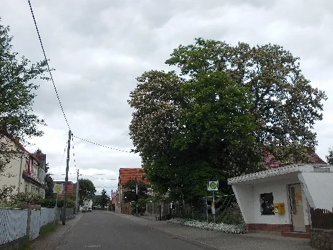 Lübschützhst