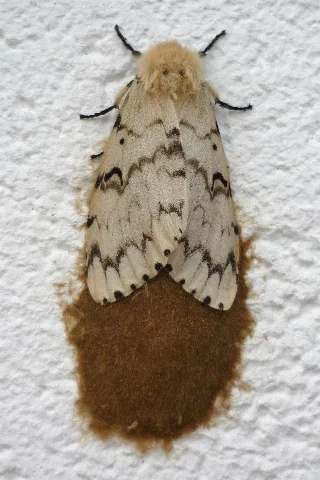 Lymantria Dispar Schwammspinner Weibchen Gelege