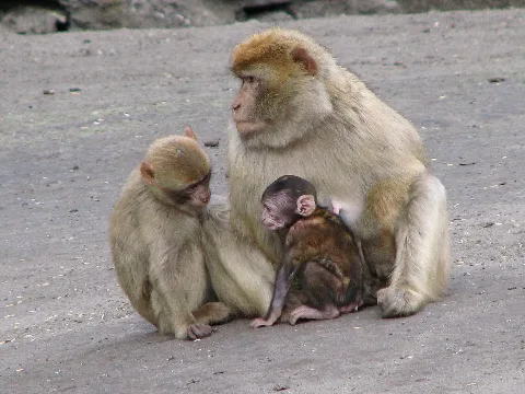 Macaca Sylvanus Barbary Ape Family 0A
