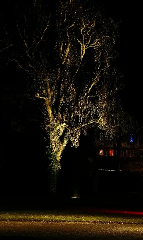 Magical Tree Panoramio