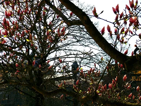 Magnolia Panoramio (1)