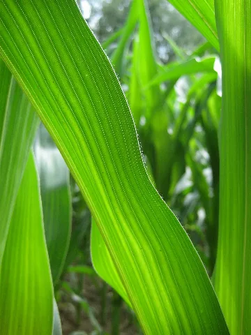 Maisblatt