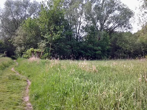 Malchower Aue (4)