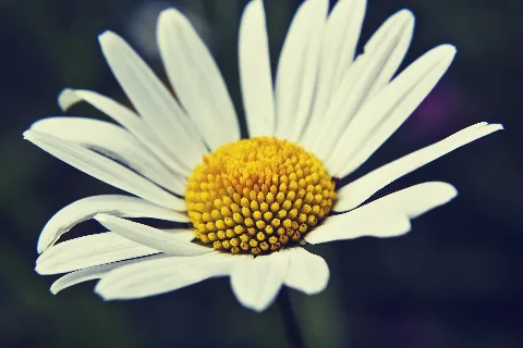 Marguerite (65524047)