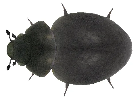 Microsporus Acaroides Waltl, 1838 (= Microsporus Obsidianus Kolenati 1846) (4288324594)