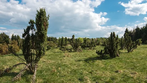 Mk11118 Wacholderheide Westernohe