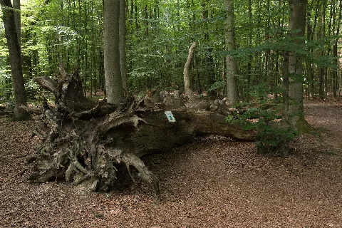 Mk12980 Nd Monstranzenbaum