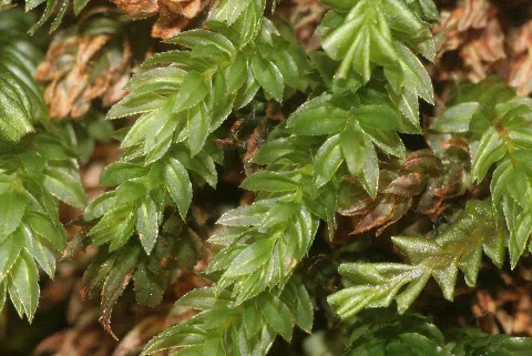 Mnium Thomsonii (A, 142806 474610) 8704