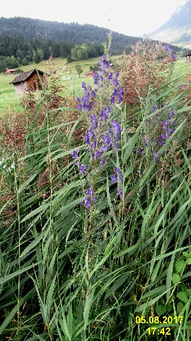 Monkshood (Ler) (26143360739)