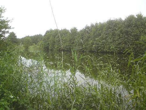 Mühlenteich Südlich Schwanheide
