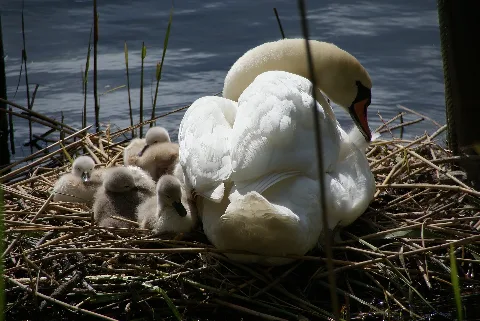 Mute Swans Lake Tegel Berlin 1