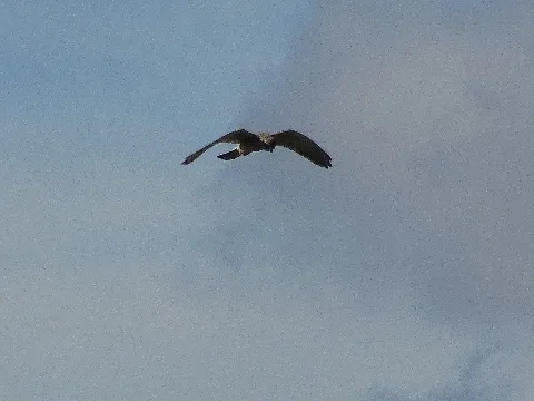 Nationalpark Niedersächsisches Wattenmeer Falke Auf Der Ostplate Spiekeroog (2)