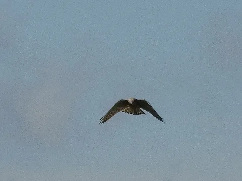 Nationalpark Niedersächsisches Wattenmeer Falke Auf Der Ostplate Spiekeroog (3)