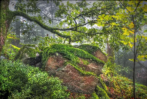 Felsen im Wald, Aufnahmeort: Dollberg bei Otzenhausen im Saarland; „Landschaftsschutzgebiet im Landkreis St. Wendel - in der Gemeinde Nonnweiler“ (LSG L 2.01.01); Bereich seit 2015 im Nationalpark Hunsrück-Hochwald