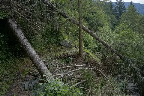 Natur In Der Rabischschlucht 20190819 002