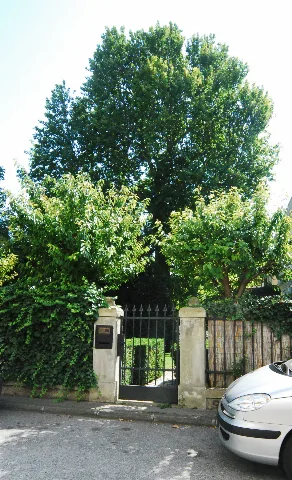 Naturdenkmal 550A Guentherz 2011 08 25 0118 Wien13 Dommayergasse07 Platane