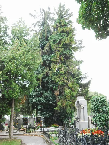 Naturdenkmal 757 2012 07 14 0058 Wien21 Stammersdorfer Zentralfriedhof 3Fichten Guentherz