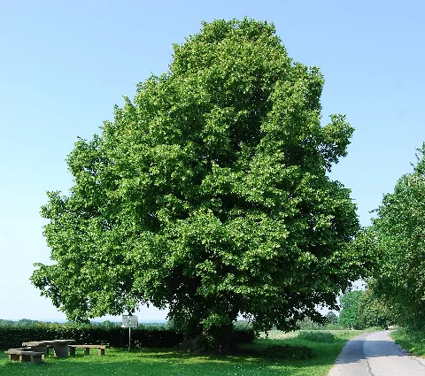 Naturdenkmal Femelinde Im Kreis Soest Bei Büecke (Zu Möhnesee) An Dem Wippringser Weg 1