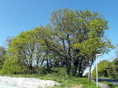 Der Galgenberg zwischen den Stadtteilen Blumenau und Liethe ist ein Naturdenkmal (bronzezeitliches Hügelgrab) in der Stadt Wunstorf in der Region Hannover in Niedersachsen.