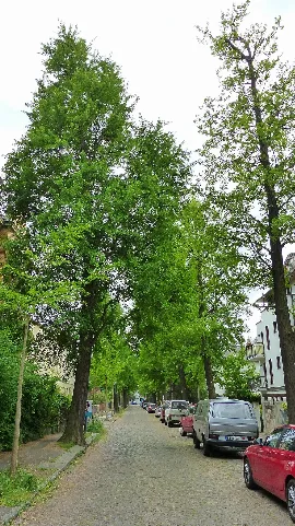 Naturdenkmal Ginkgos Bachstraße Neustadt 3
