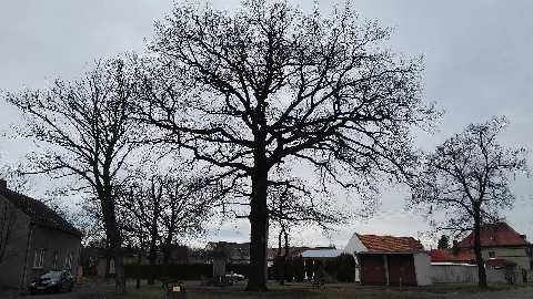Naturdenkmal Kastanienplatz Schwarzheide 2
