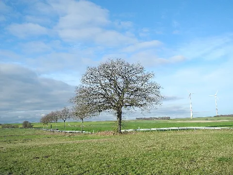 Naturdenkmal im Landkreis Kassel 6.33.522. Stieleiche (Quercus robur) bei Altenstädt, an der L 3215 nach Balhorn, bei Naumburg, Hessen, Deutschland.