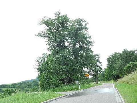 Naturdenkmal im Landkreis Konstanz 83350800006. Ein Sielibirnbaum (Pyrus) am östlichen Ortsrand von Büßlingen, Baden-Württemberg, Deutschland.