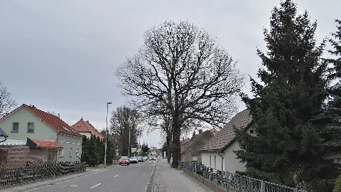 Naturdenkmal Lauchhammeraner Str18 Schwarzheide