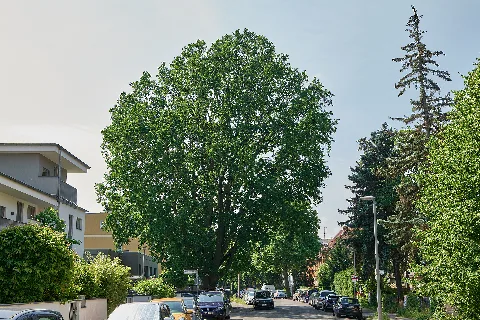 Altenberger Weg