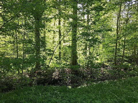 Nature Reserve Bennerstedt Germany Wdpa 162371 008 2018 05 05 11 35 12
