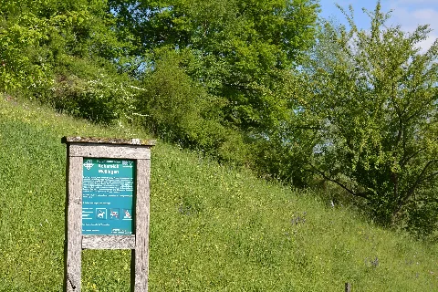Naturschutzgebiet Aabereich Mellingen 1