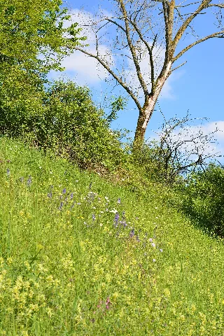 Naturschutzgebiet Aabereich Mellingen 4
