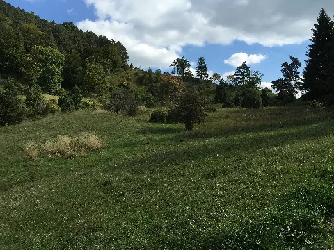 Naturschutzgebiet Bürgle Jungingen 04