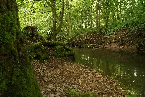 Naturschutzgebiet Häslachwald 02