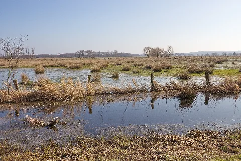 Naturschutzgebiet Meerbruchwiesen Am Steinhuder Meer Img 1616