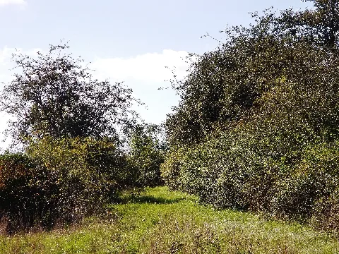Naturschutzgebiet Mittelberg Bei Weil Der Stadt Panoramio