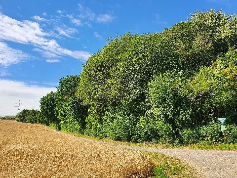 Naturschutzgebiet Ritterbruch Landkreis Karlsruhe