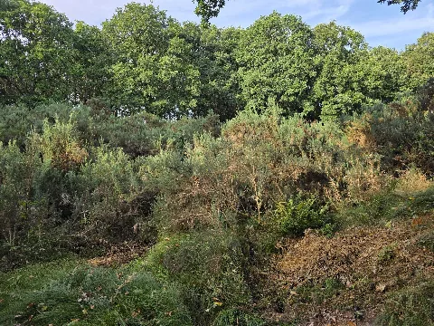 Naturschutzgebiet Stechginsterheide In Nordholz