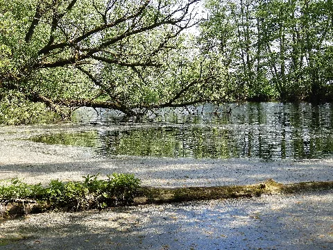 Naturschutzgebiet Werraaltarm Und Werraaue Bei Albungen Im Nordhessischen Werra Meißner Kreis