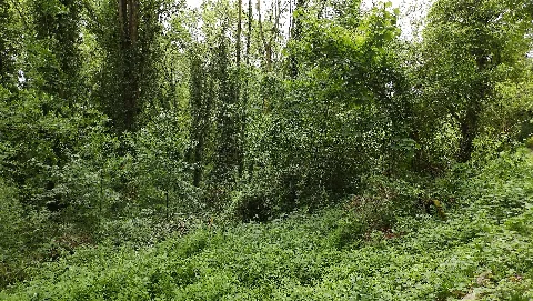 Naturschutzgebiet Wüstnächstenbach Und Haferbuckel Dickicht