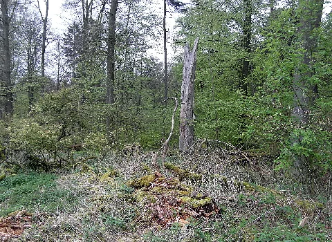 Naturwald Steinbrink 05