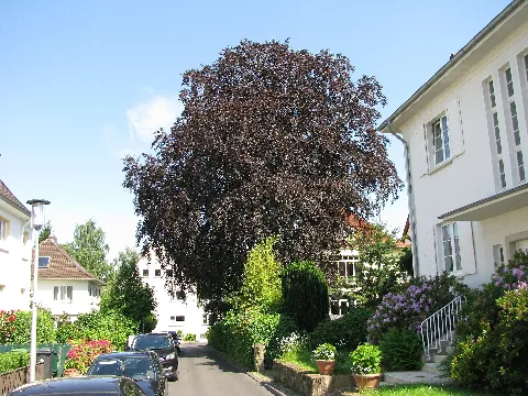 Nd 611.093, Sachsenstraße 8, 2, Bad Wilhelmshöhe, Kassel