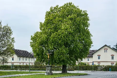 Ndoö 514 Wels Lichtenegg Rosskastanie Kruzifix