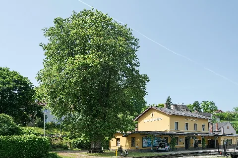 Ndoö481 Rosskastanie Lokalbahnhof Steyr