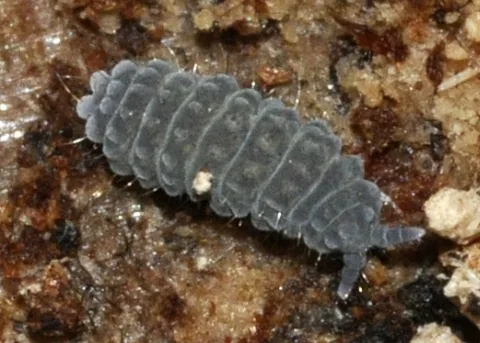 Neanura Muscorum 01 Fws